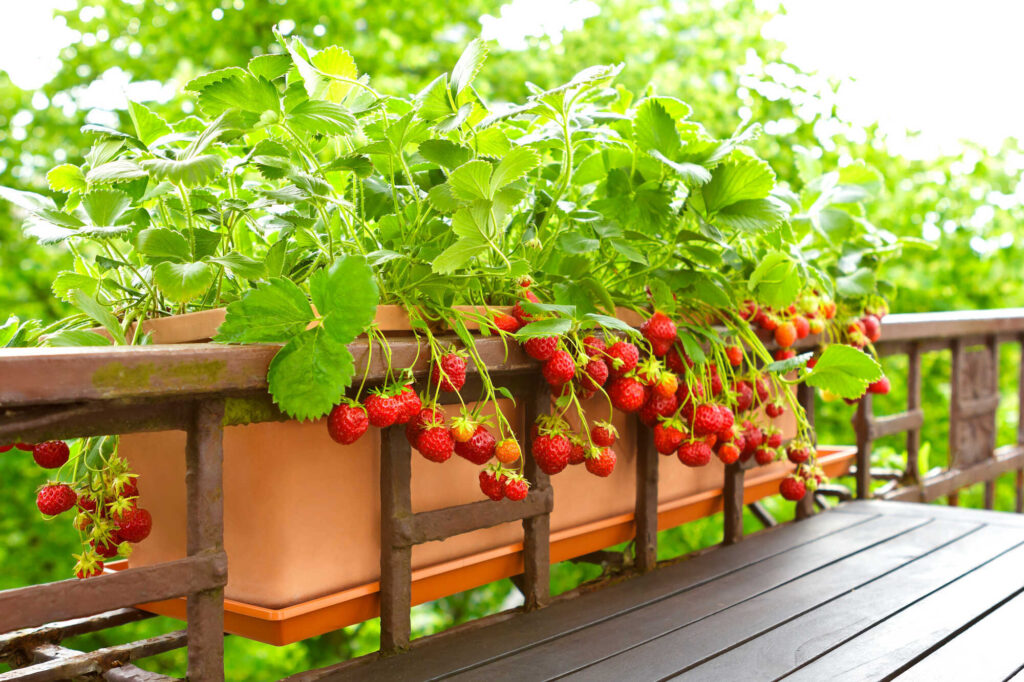 Balkonkästen bepflanzen Erdbeeren für Naschbalkon