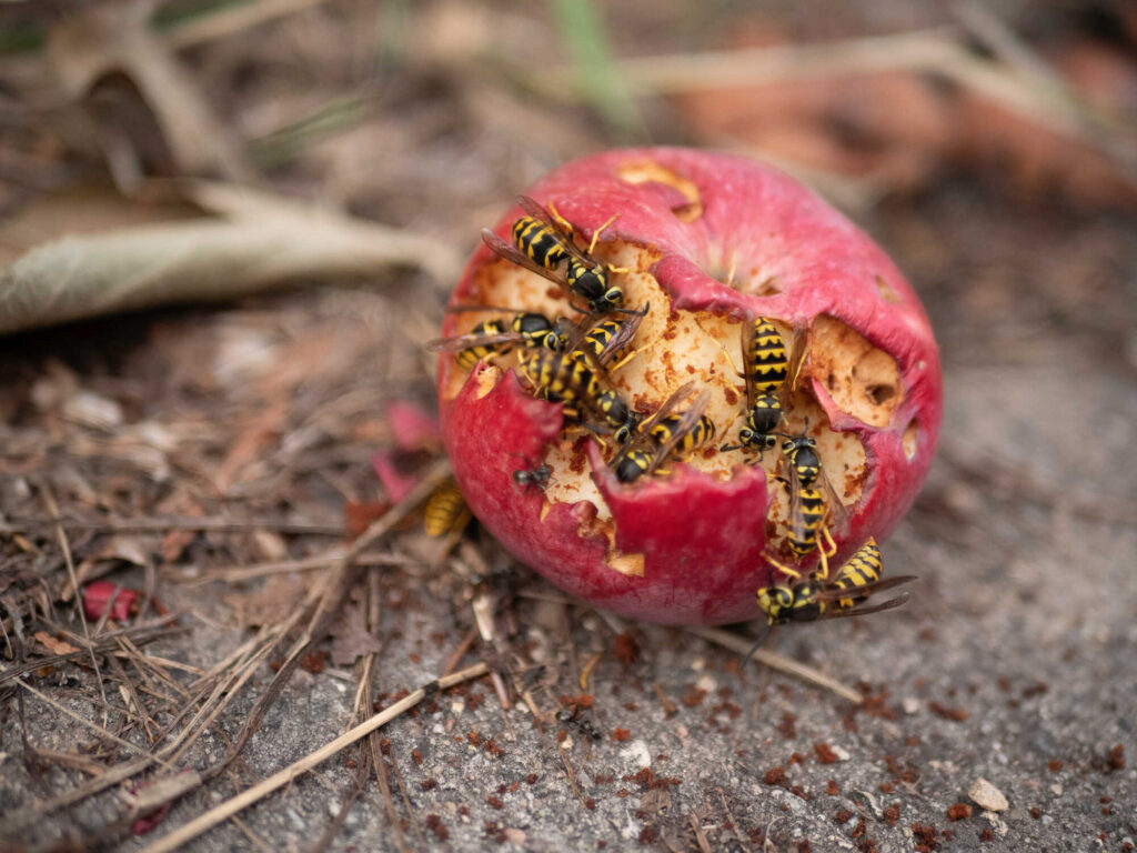 Wespen an einem heruntergefallenem Apfel