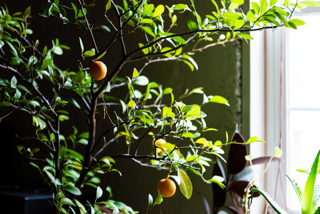 Balkon winterfest machen: Zitronenbaum und Aloe Vera im Winterquartier im Keller