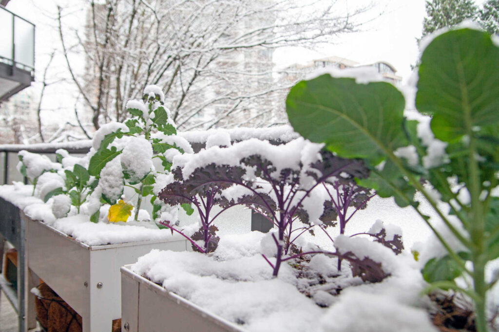 Balkon winterfest machen: Schnee auf Kohlpflanzen im Hochbeet